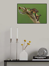 Ghost mantis Poster och Canvastavla