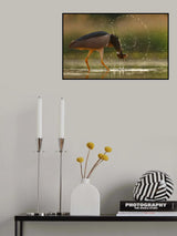 Brave Night Heron Poster och Canvastavla