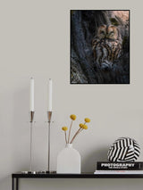 Tawny Owl Poster och Canvastavla
