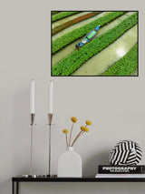 Care of floating Vegetable seedlings Poster och Canvastavla