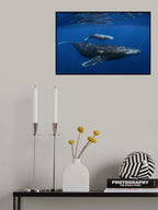 Humpback whales Poster och Canvastavla