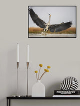Flying Poster och Canvastavla