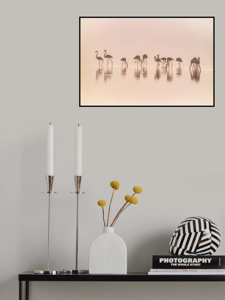 Flamingos in the mist Poster och Canvastavla