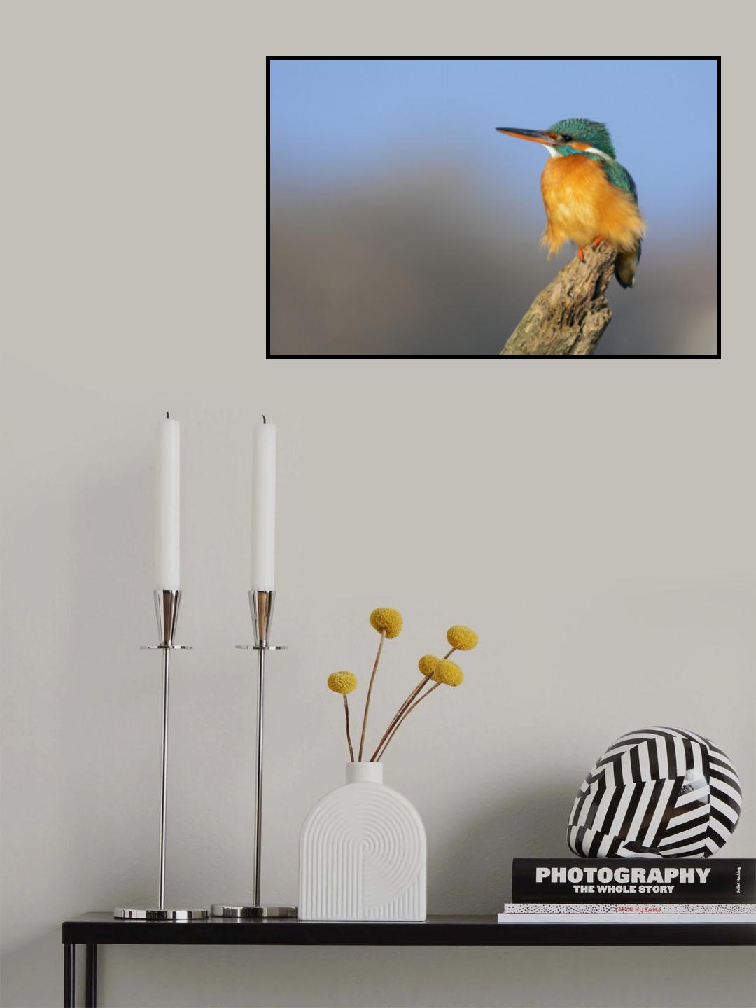 Lady Queenfisher! Poster och Canvastavla
