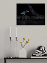 Green heron Poster och Canvastavla