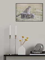 Playful Cubs Poster och Canvastavla