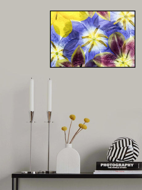 Tulips Poster och Canvastavla