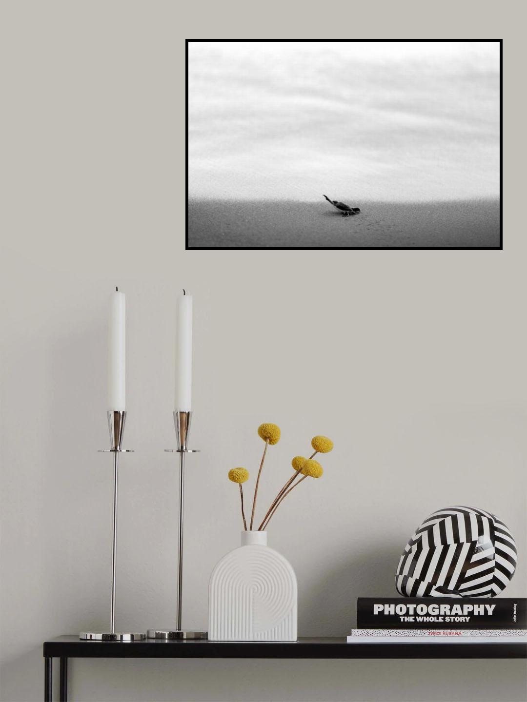 Turtle-hatching season Poster och Canvastavla