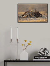 Desert Fox and a Carcass Poster och Canvastavla