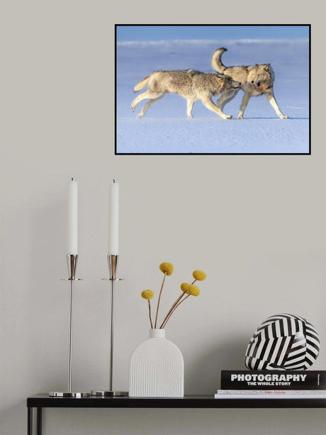 Alpha pair of a cloud wolf pack Poster och Canvastavla