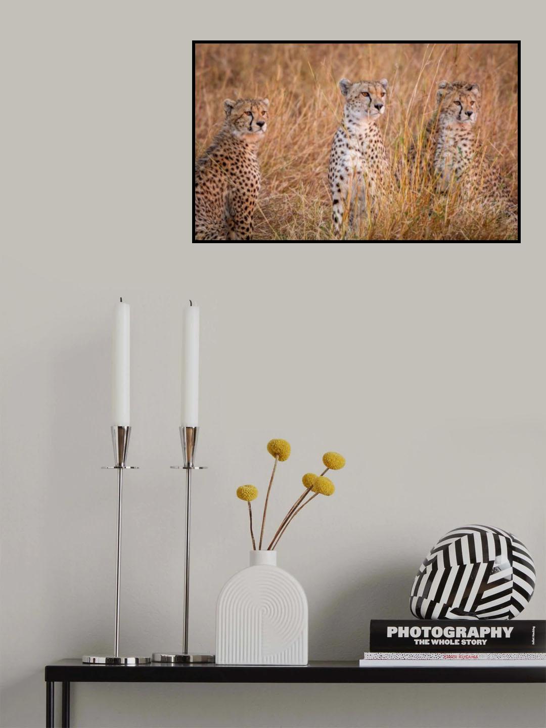 Cheetah alpine glow Poster och Canvastavla