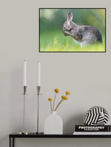 Little Hare Poster och Canvastavla