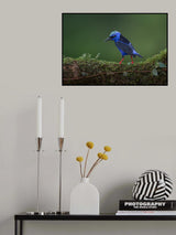 Little but fierce Poster och Canvastavla
