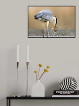 Morning Catch Poster och Canvastavla