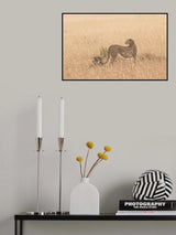 Cheetah Poster och Canvastavla