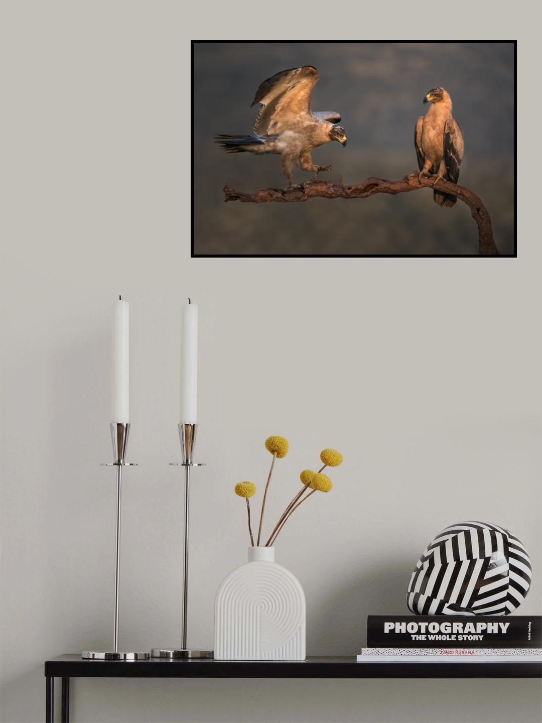 Tawny eagles Poster och Canvastavla