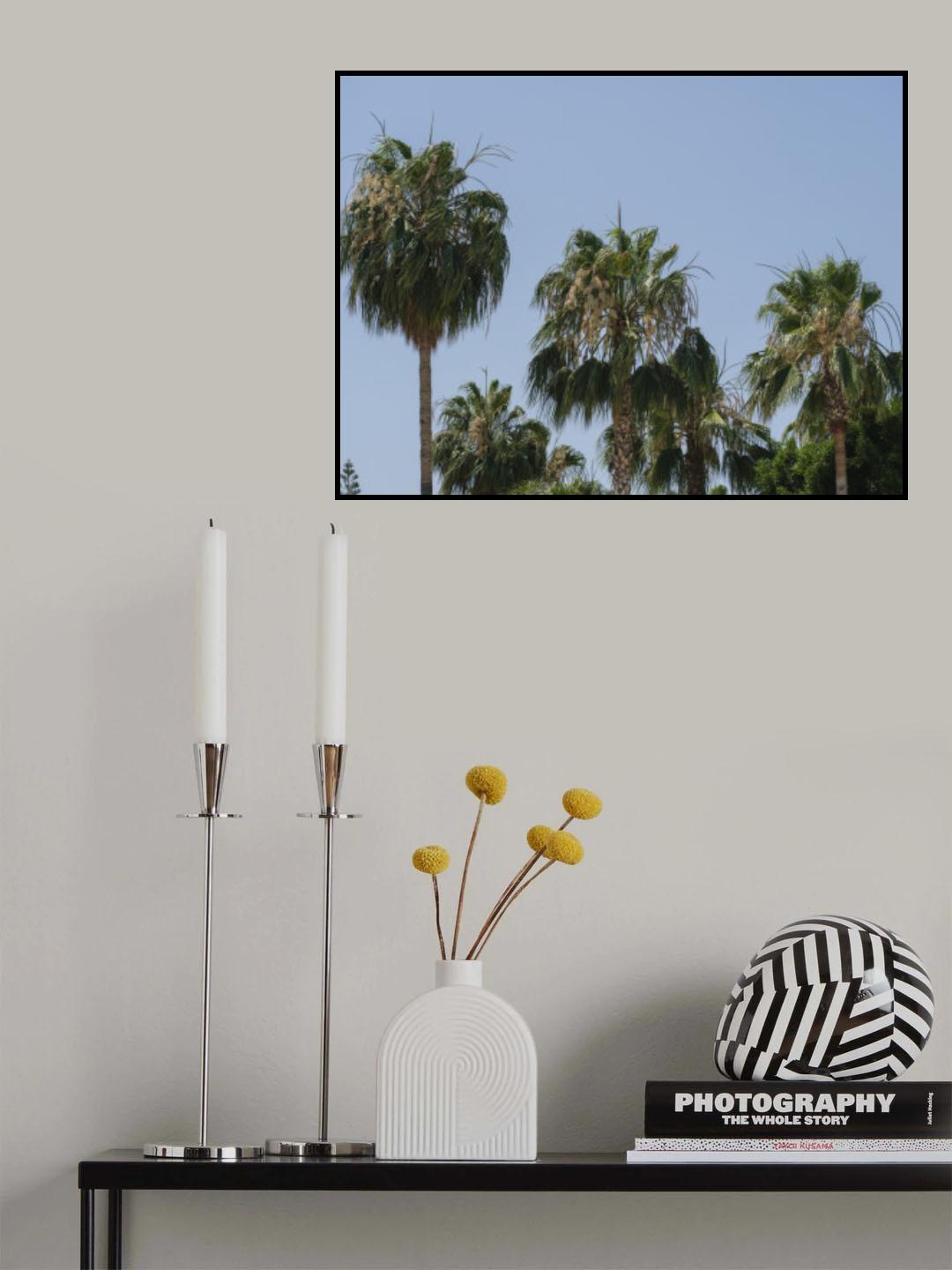 palm trees Poster och Canvastavla
