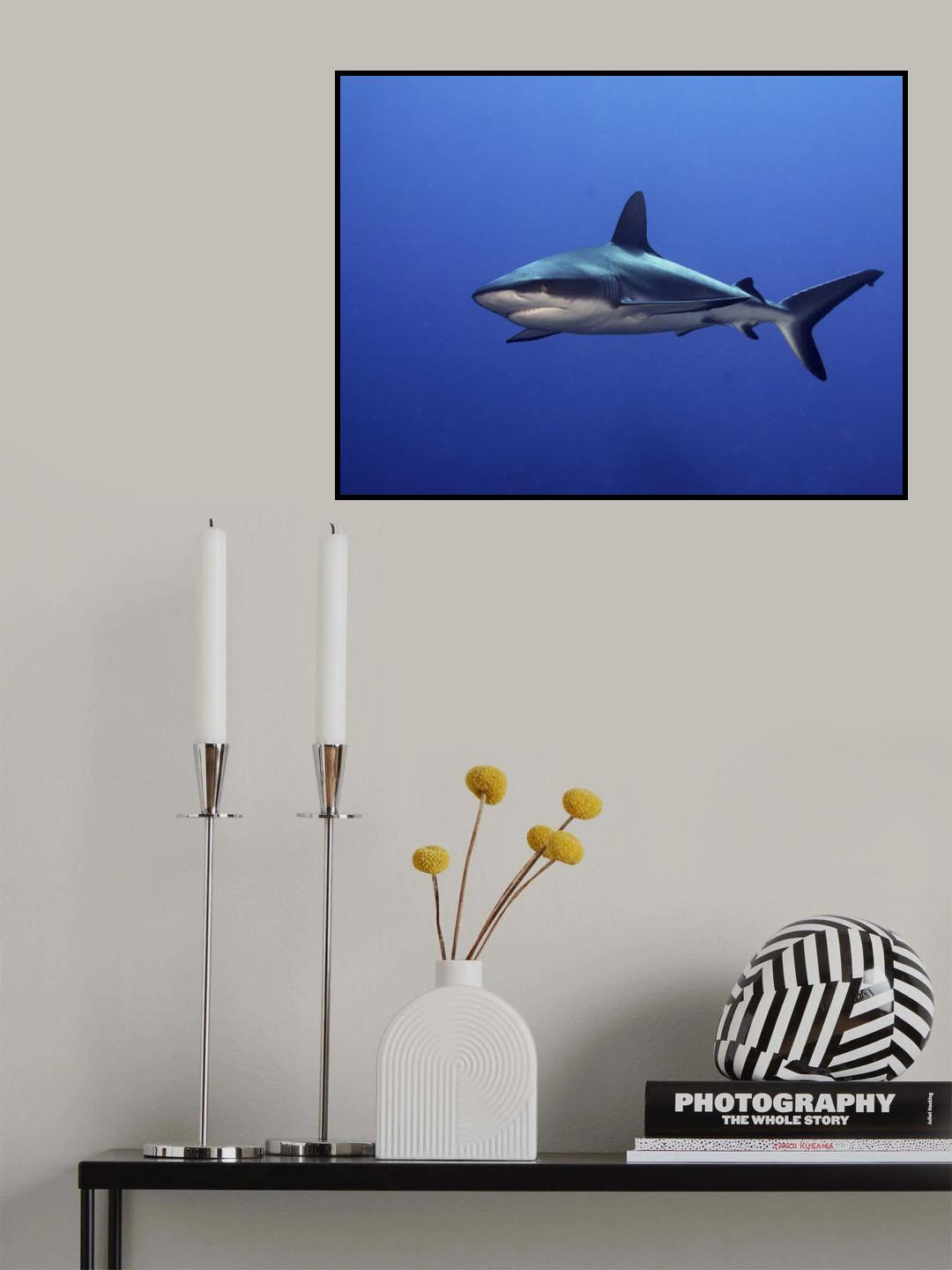 Grey Reef Shark  (Carcharhinus amblyrhynchos) Poster och Canvastavla