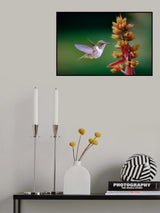 Hummingbird Poster och Canvastavla