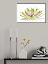 Astrantia major Poster och Canvastavla