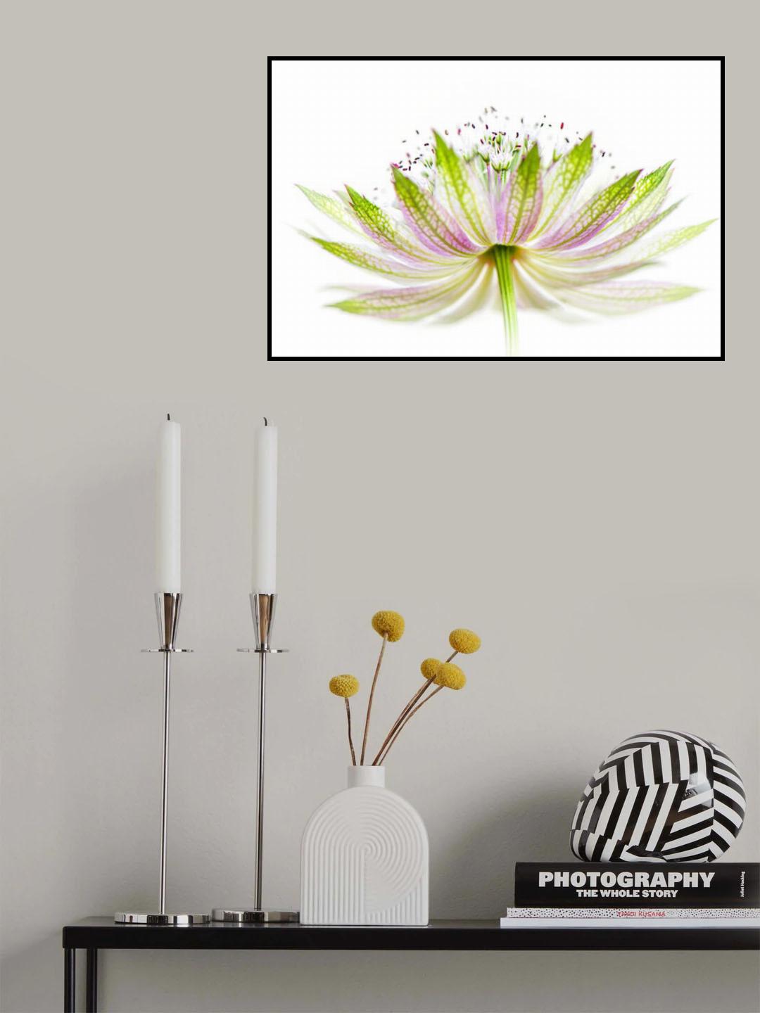 Astrantia major Poster och Canvastavla