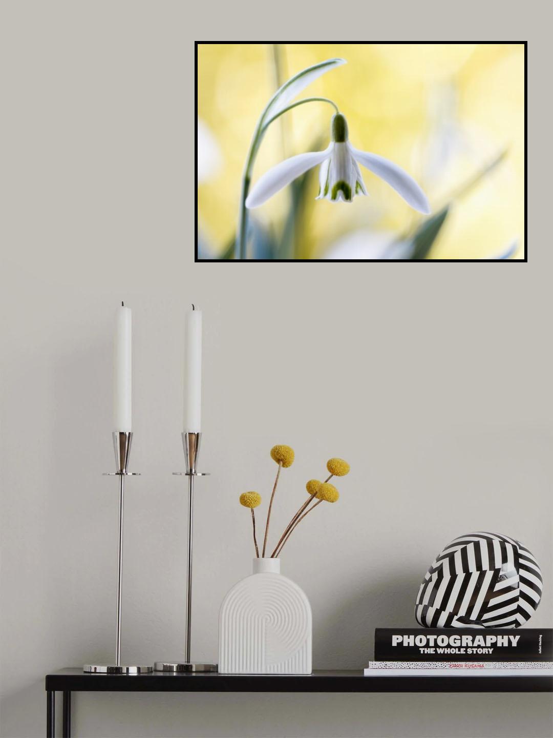 Snowdrops Poster och Canvastavla