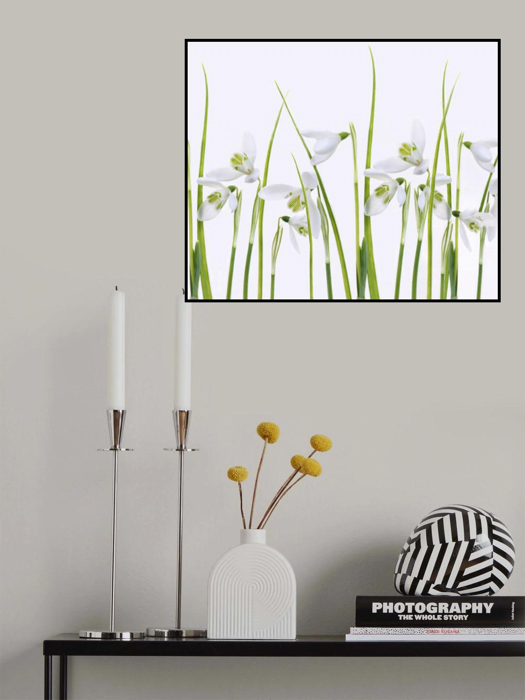 Snowdrops Poster och Canvastavla