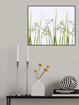 Snowdrops Poster och Canvastavla