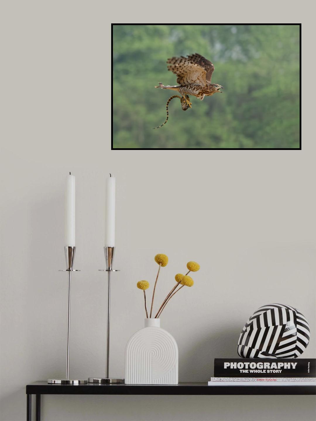 Bird of Prey: Accipiter Poster och Canvastavla