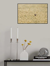 Roe deer in a field Poster och Canvastavla