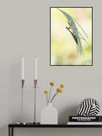 Posing Mantis Poster och Canvastavla