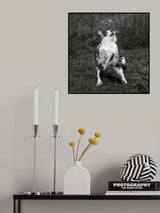 Cat Trap Poster och Canvastavla
