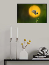 sunset butterfly Poster och Canvastavla