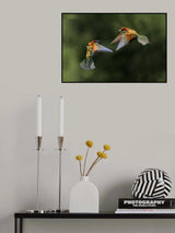 Fight between rainbows 3 Poster och Canvastavla