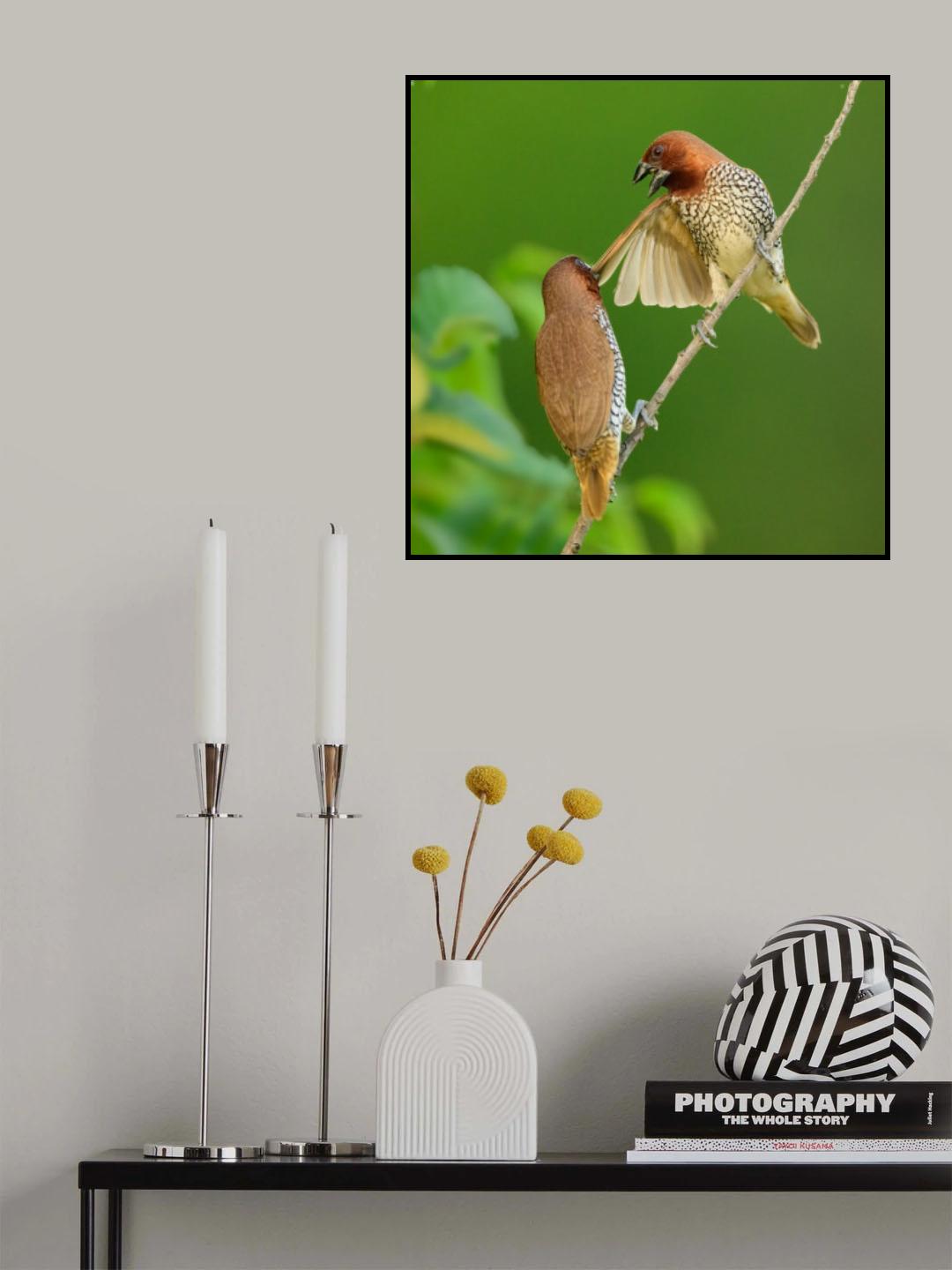 Munia dispute Poster och Canvastavla
