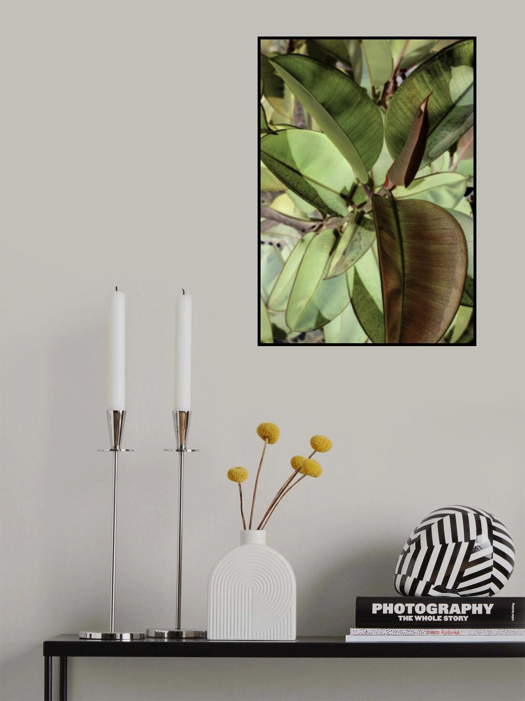 Ficus Elastica Poster och Canvastavla
