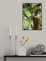 Ficus Elastica Poster och Canvastavla