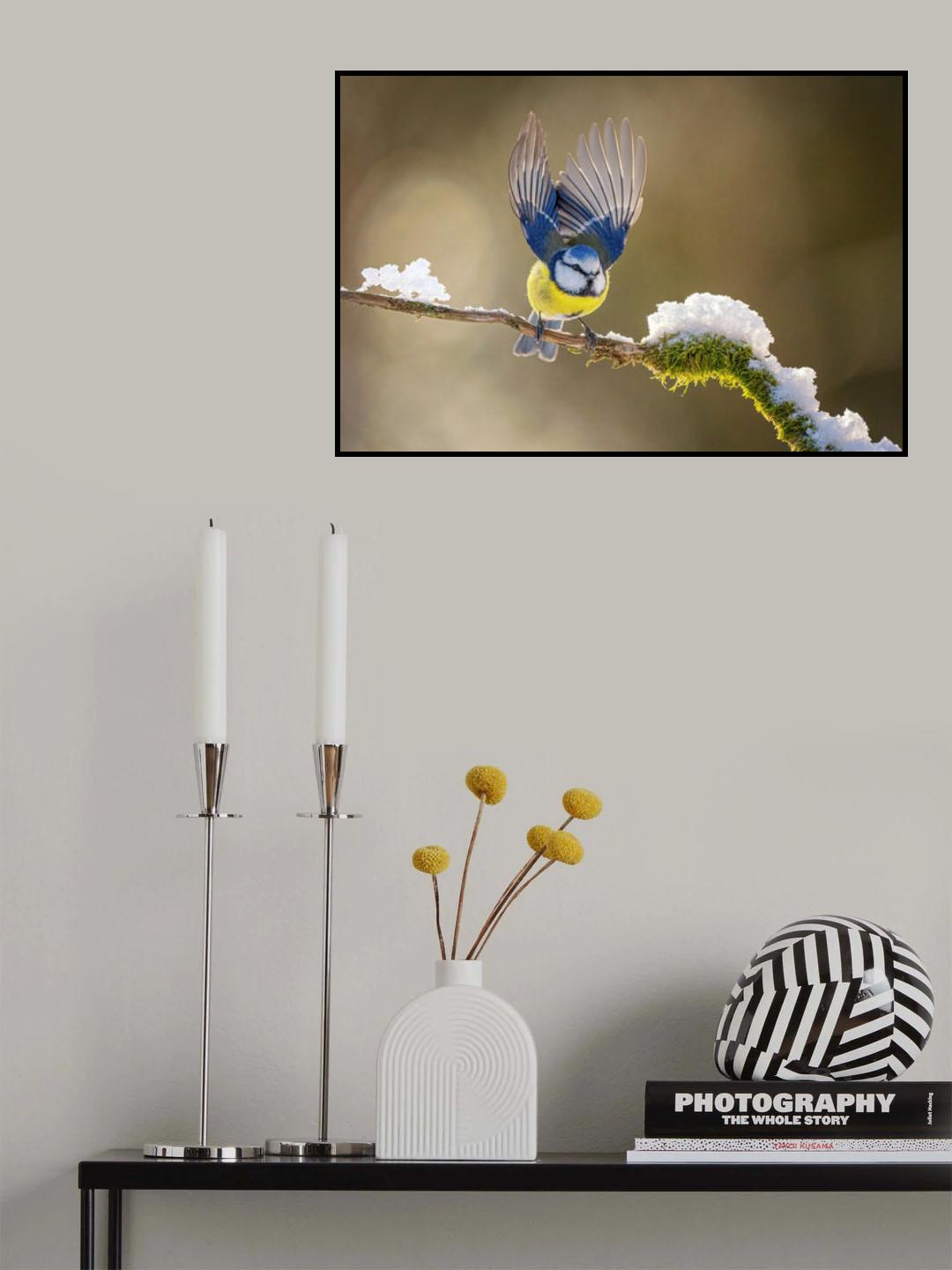 Eurasian blue tit Poster och Canvastavla