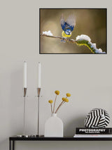Eurasian blue tit Poster och Canvastavla
