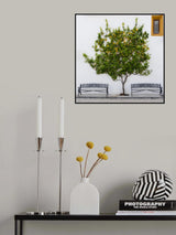 Orange Tree Poster och Canvastavla