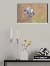 Black Winged Kite profile fly Poster och Canvastavla