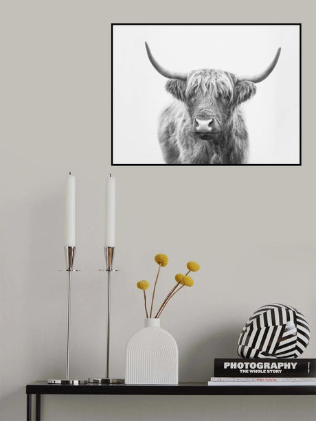 Highland Bull Poster och Canvastavla