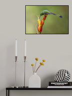 Booted Raquet_Tail Hummingbird Poster och Canvastavla