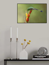 Booted Raquet_Tail Hummingbird Poster och Canvastavla