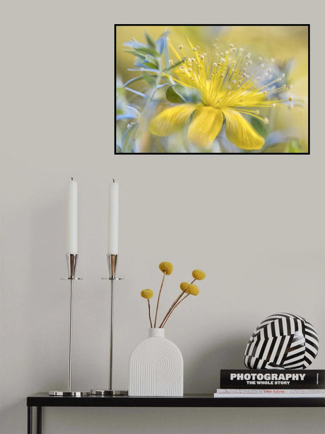 Hypericum Poster och Canvastavla