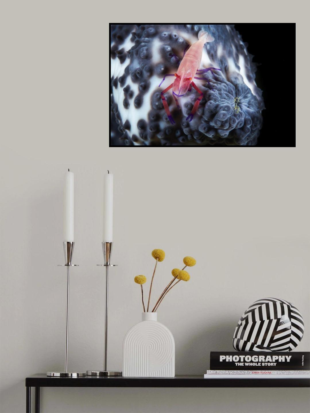 Imperial shrimp on a holoth Poster och Canvastavla