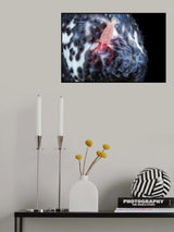 Imperial shrimp on a holoth Poster och Canvastavla