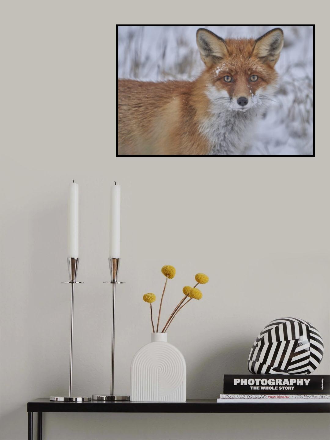 Red Fox. Poster och Canvastavla