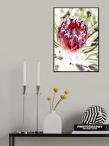Wild Protea Poster och Canvastavla