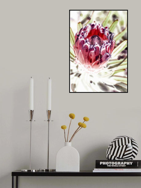 Wild Protea Poster och Canvastavla